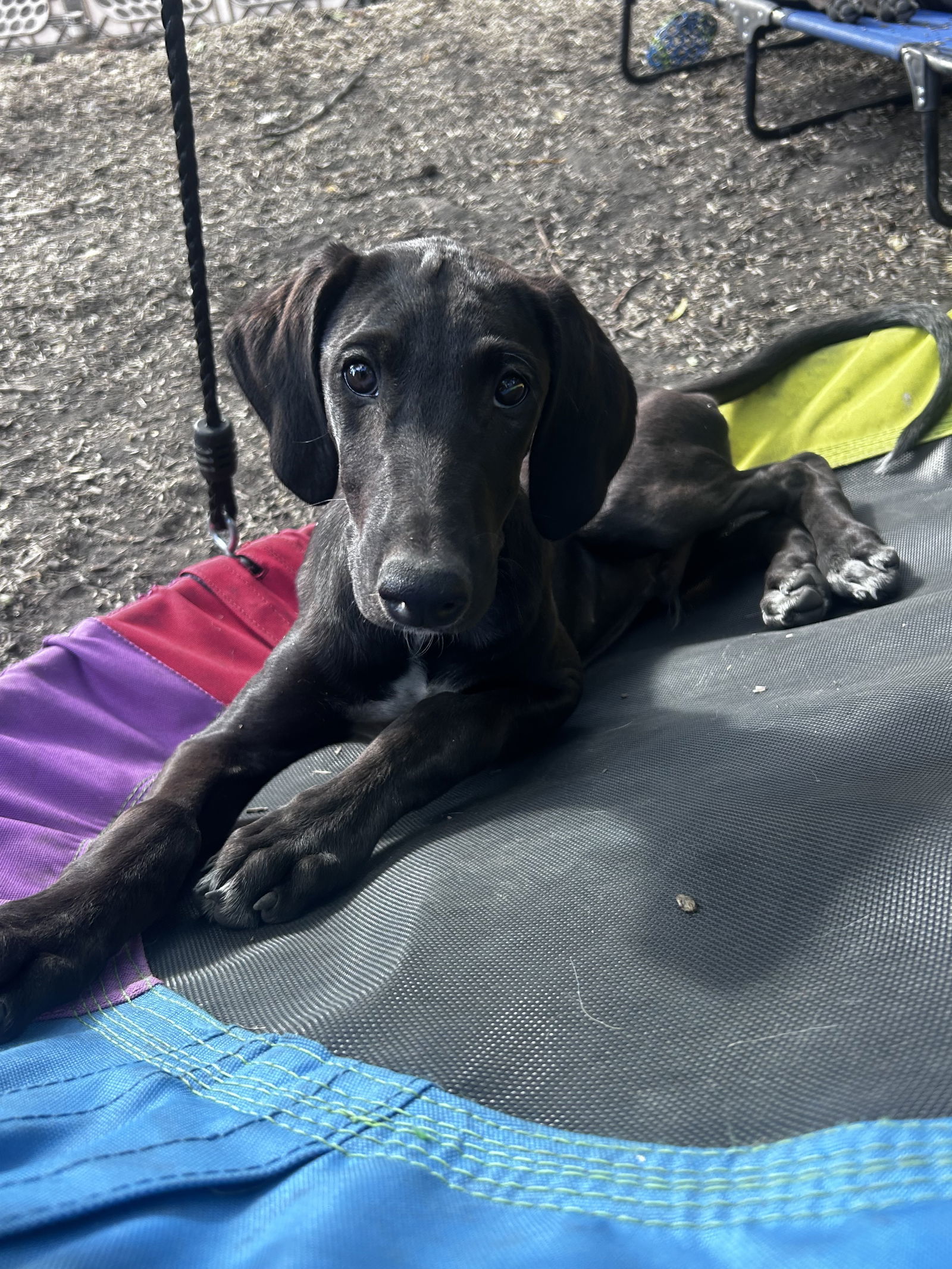 Zephyr, an adoptable Greyhound in Laramie, WY, 82073 | Photo Image 2