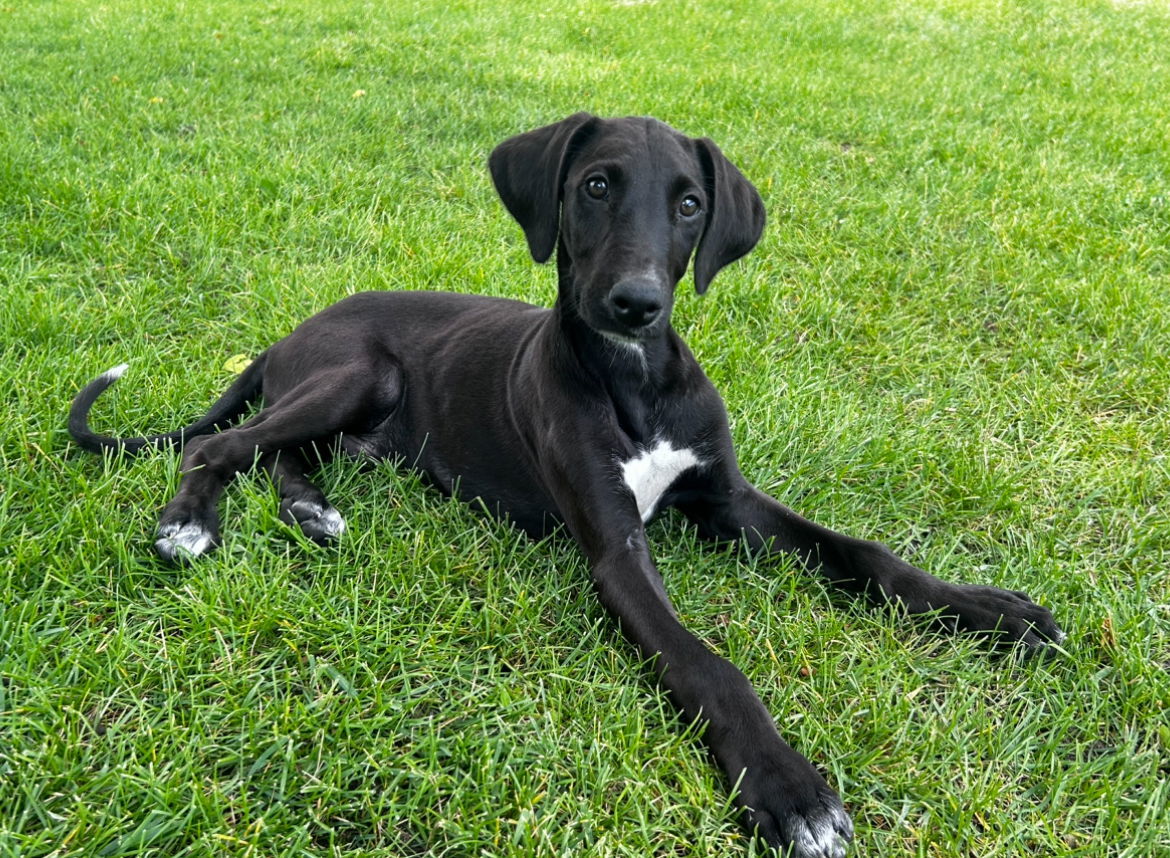 Zephyr, an adoptable Greyhound in Laramie, WY, 82073 | Photo Image 3