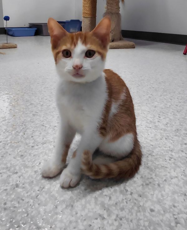 Elvis