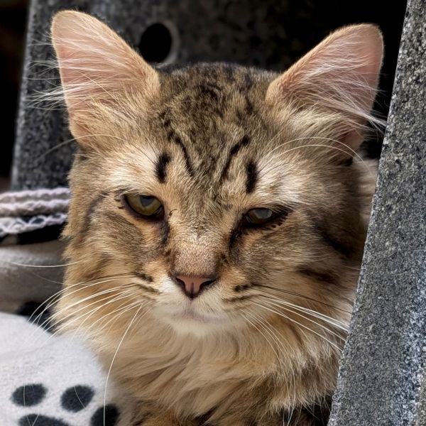 Leo