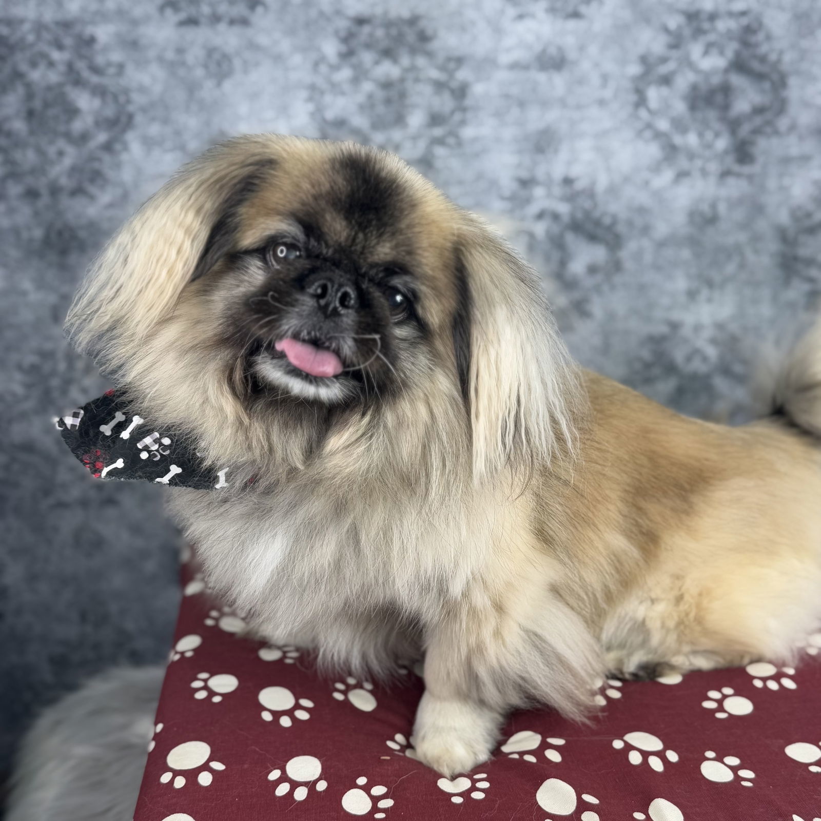 Raymond, an adoptable Pekingese in Garland, TX, 75040 | Photo Image 1