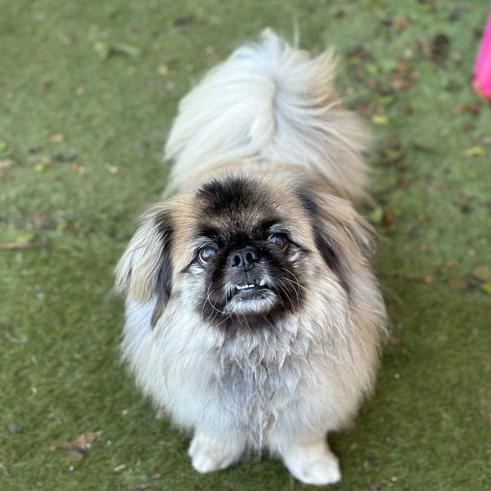 Raymond, an adoptable Pekingese in Garland, TX, 75040 | Photo Image 2