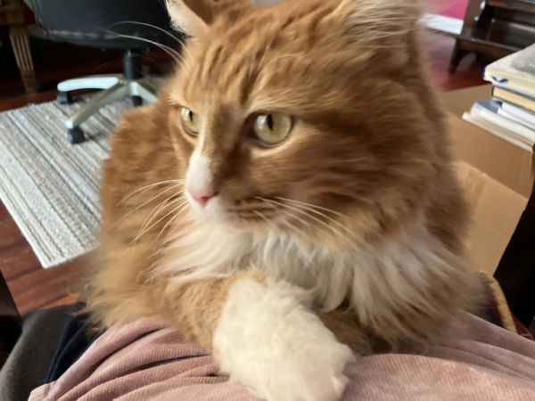 Elliott