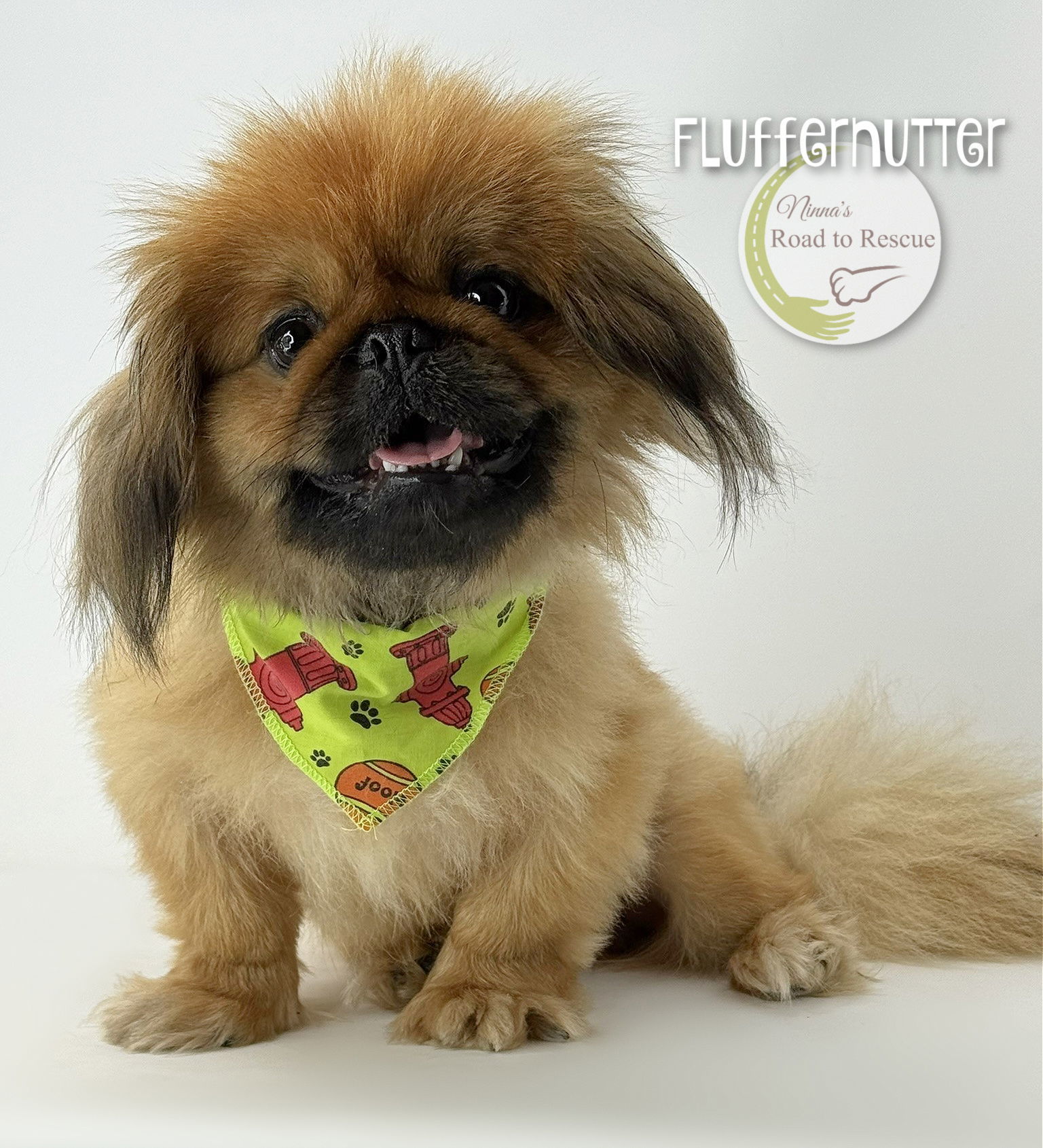 Fluffernutter, an adoptable Pekingese in Benton, LA, 71006 | Photo Image 1