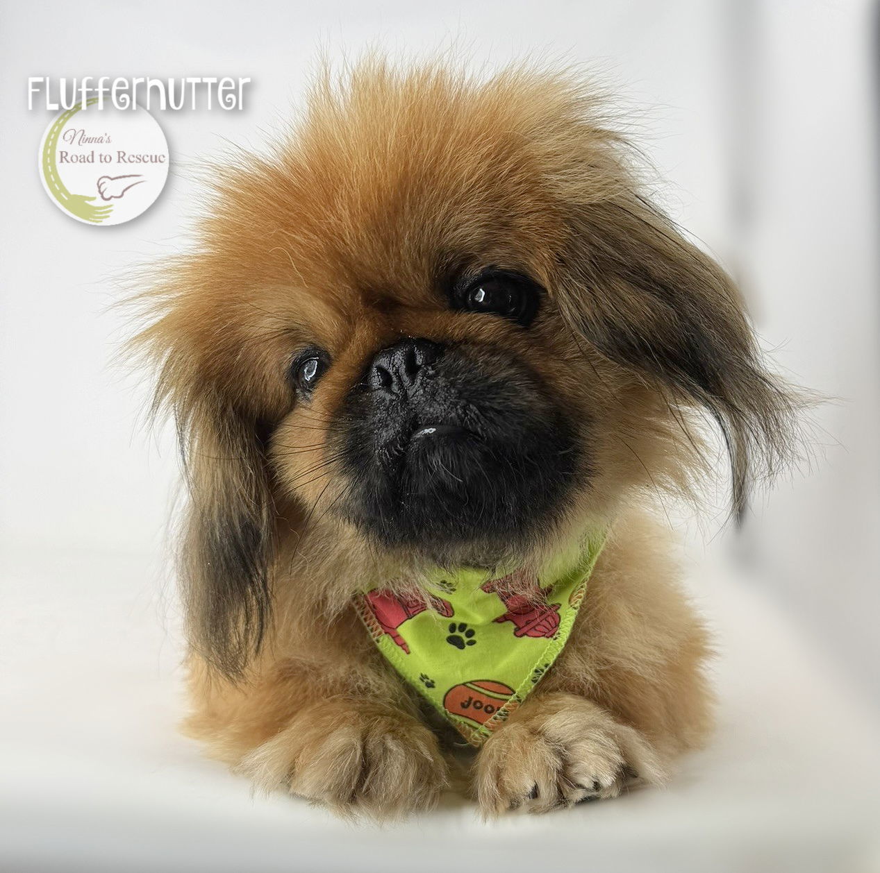 Fluffernutter, an adoptable Pekingese in Benton, LA, 71006 | Photo Image 2