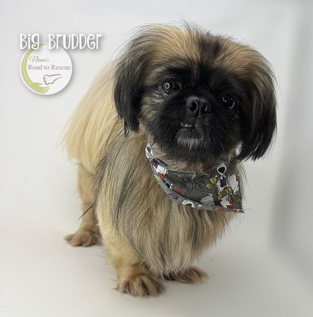 Big Brudder, an adoptable Pekingese in Benton, LA, 71006 | Photo Image 1