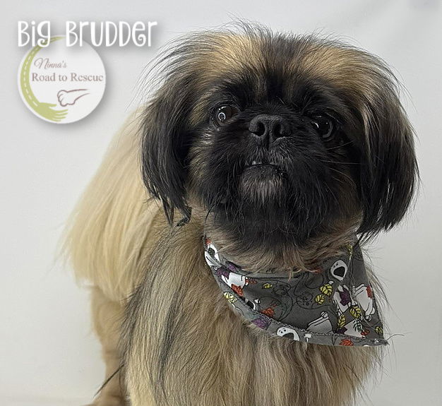 Big Brudder, an adoptable Pekingese in Benton, LA, 71006 | Photo Image 2