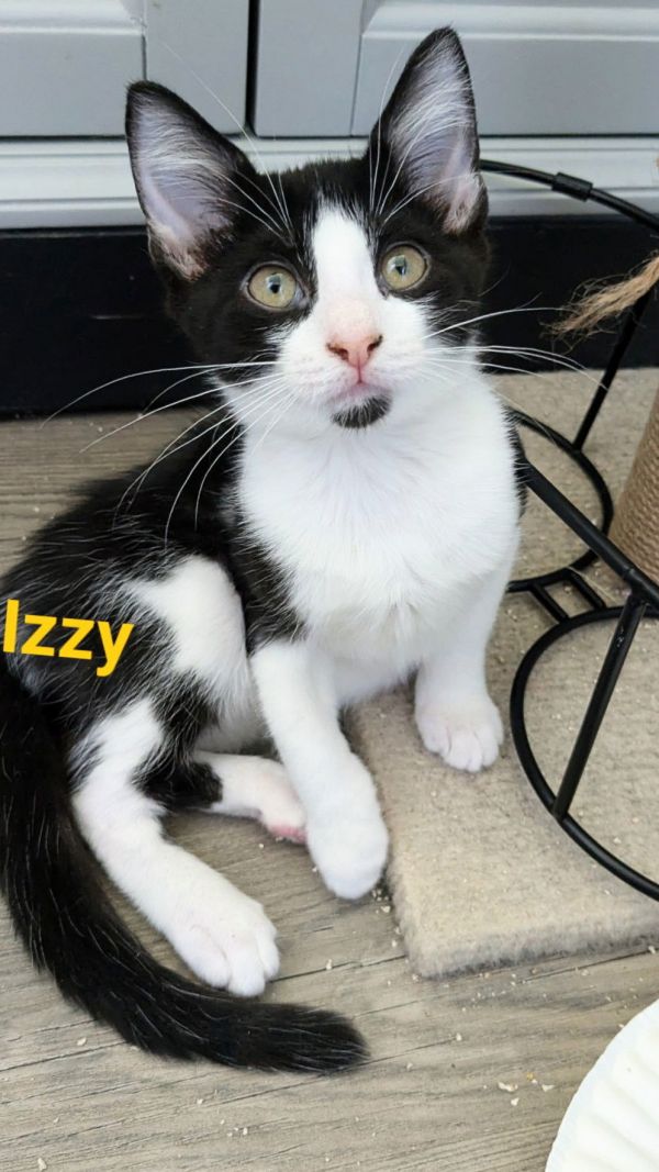 Izzy