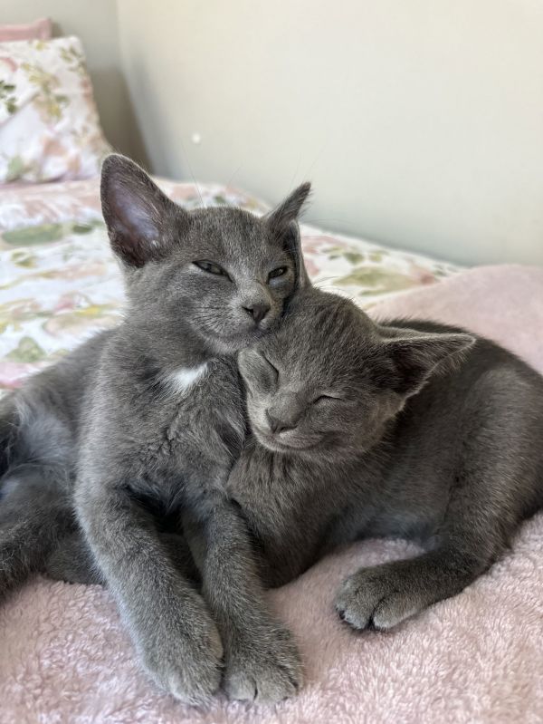 Pewter