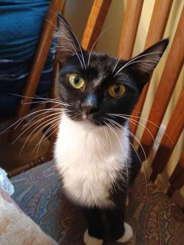 Julie Mewmore