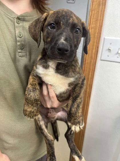 Ozzy Osbourne photo 1