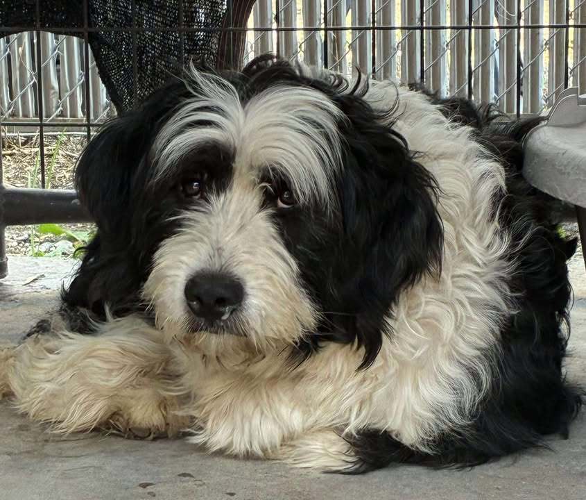 Zookie, an adoptable Bernedoodle in Dillon, MT, 59725 | Photo Image 1