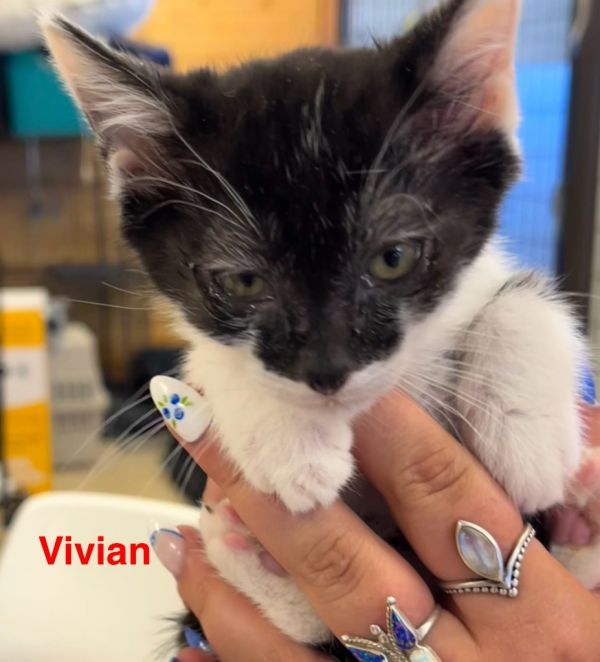 Vivian