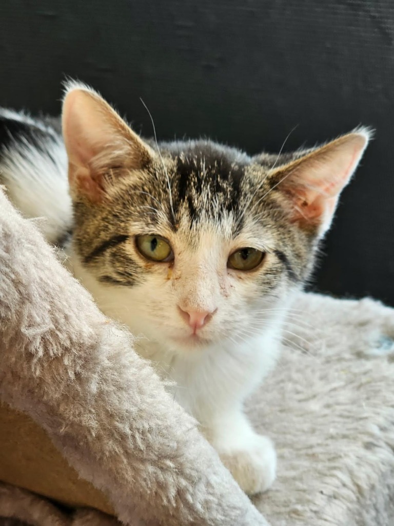 Will, an adoptable Domestic Short Hair in Heber City, UT, 84032 | Photo Image 1