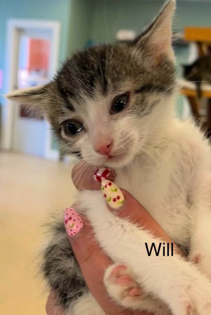 Will, an adoptable Domestic Short Hair in Heber City, UT, 84032 | Photo Image 2