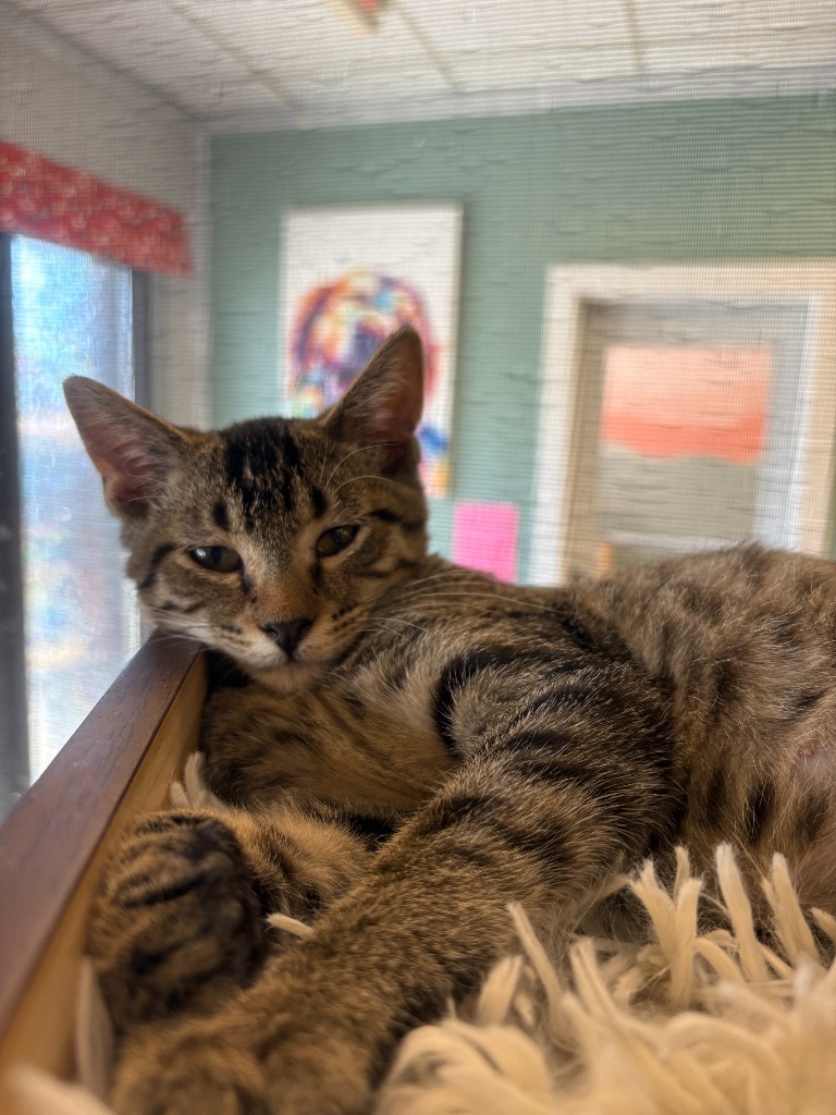 Carlton, an adoptable Domestic Short Hair in Heber City, UT, 84032 | Photo Image 1