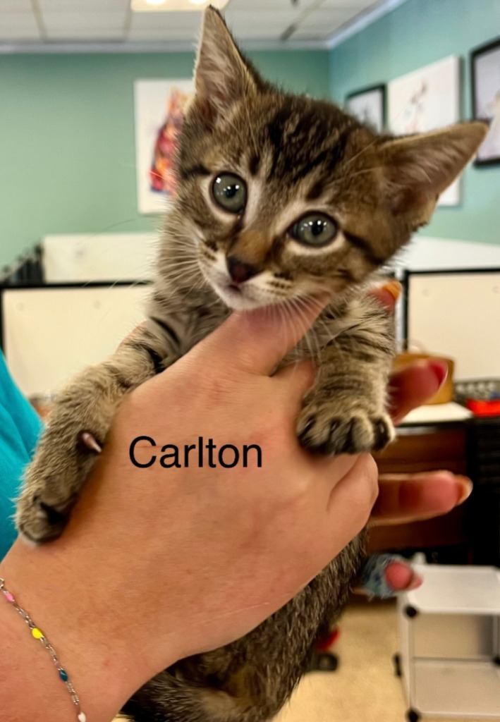 Carlton, an adoptable Domestic Short Hair in Heber City, UT, 84032 | Photo Image 2