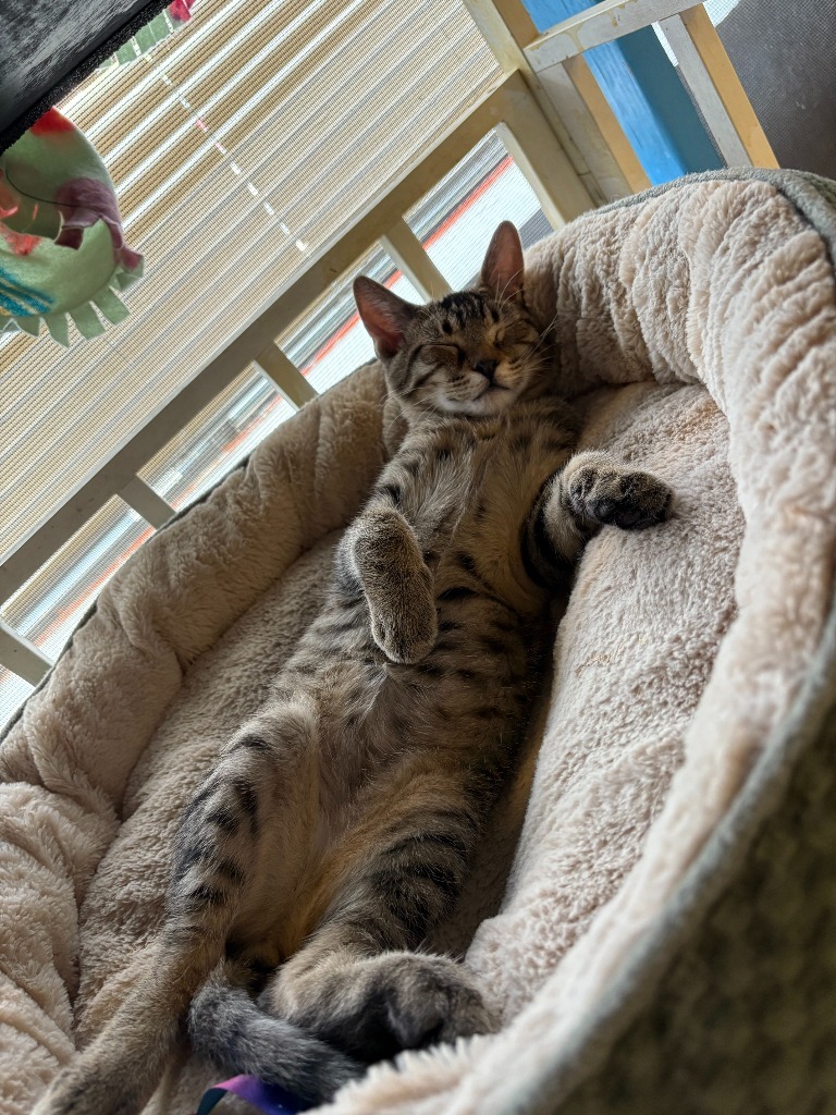 Carlton, an adoptable Domestic Short Hair in Heber City, UT, 84032 | Photo Image 3