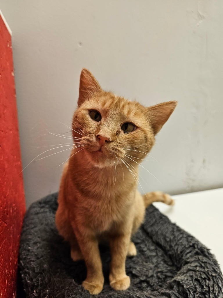 Honey, an adoptable Domestic Short Hair in Heber City, UT, 84032 | Photo Image 1
