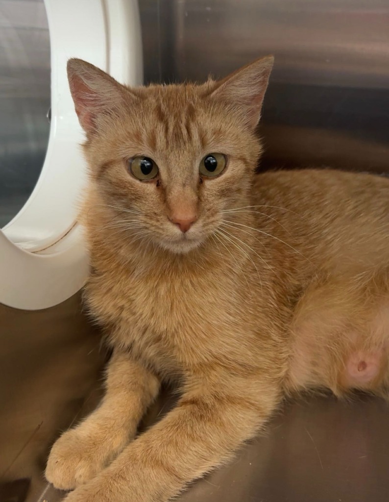 Honey, an adoptable Domestic Short Hair in Heber City, UT, 84032 | Photo Image 2
