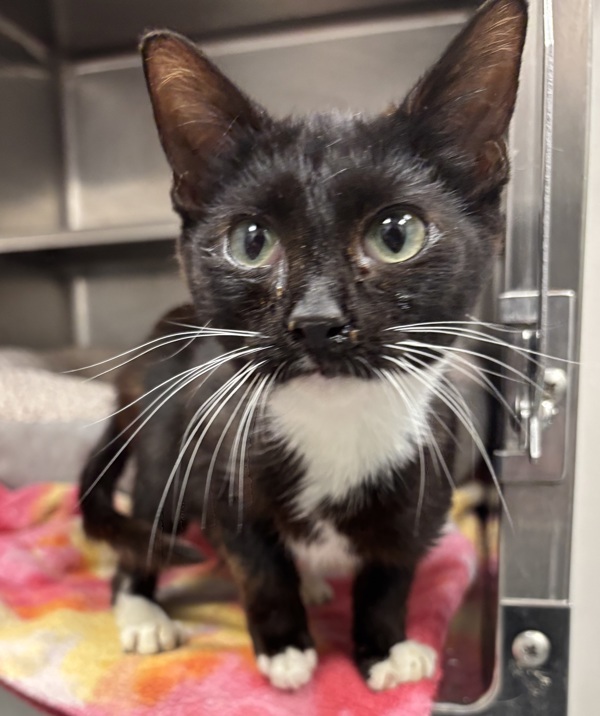Figaro
