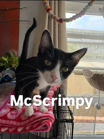 McScrimpy