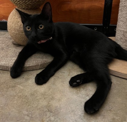 Mia