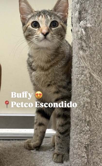 Buffy