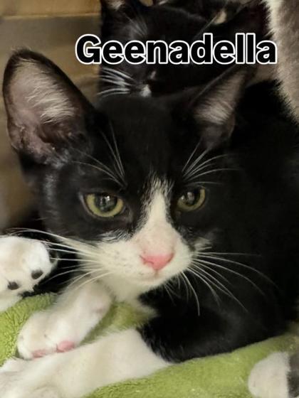 Geenadella