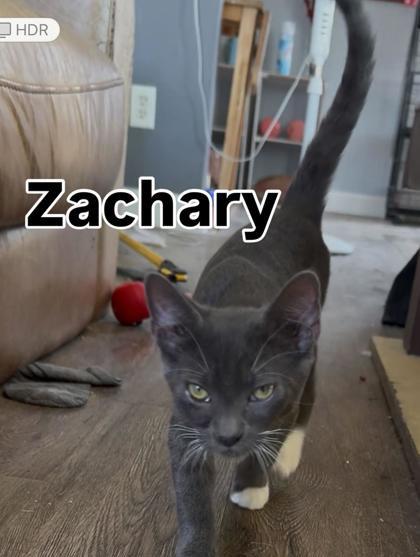 Zachary