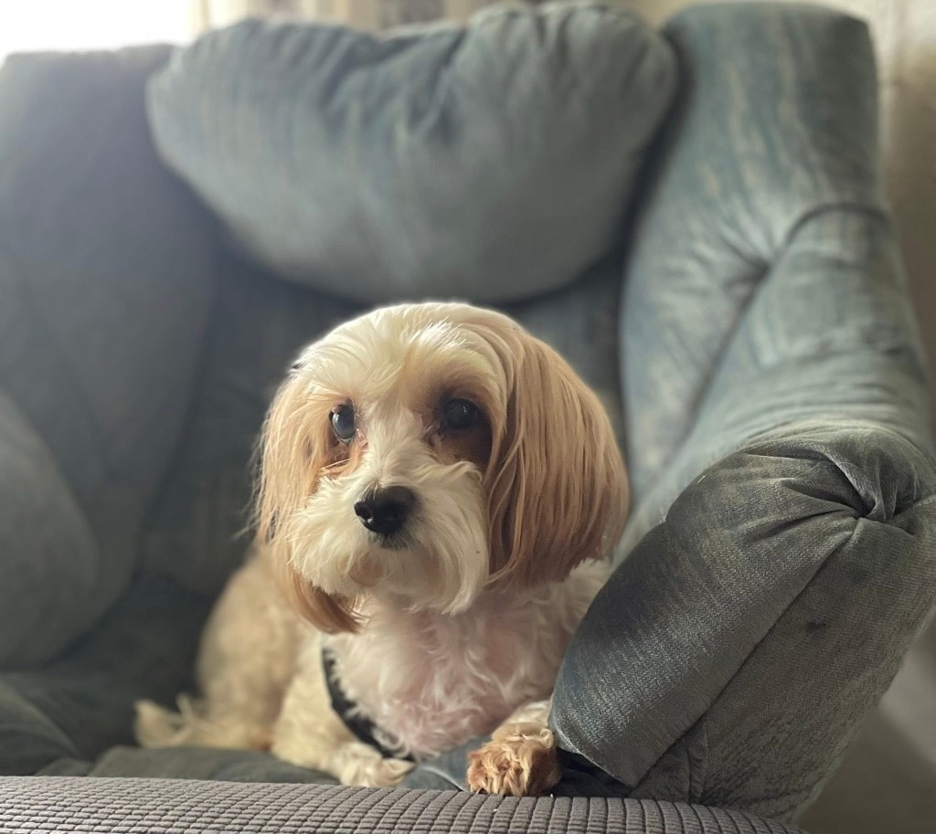 Joel, an adoptable Pekingese, Mixed Breed in Charlotte, MI, 48813 | Photo Image 1