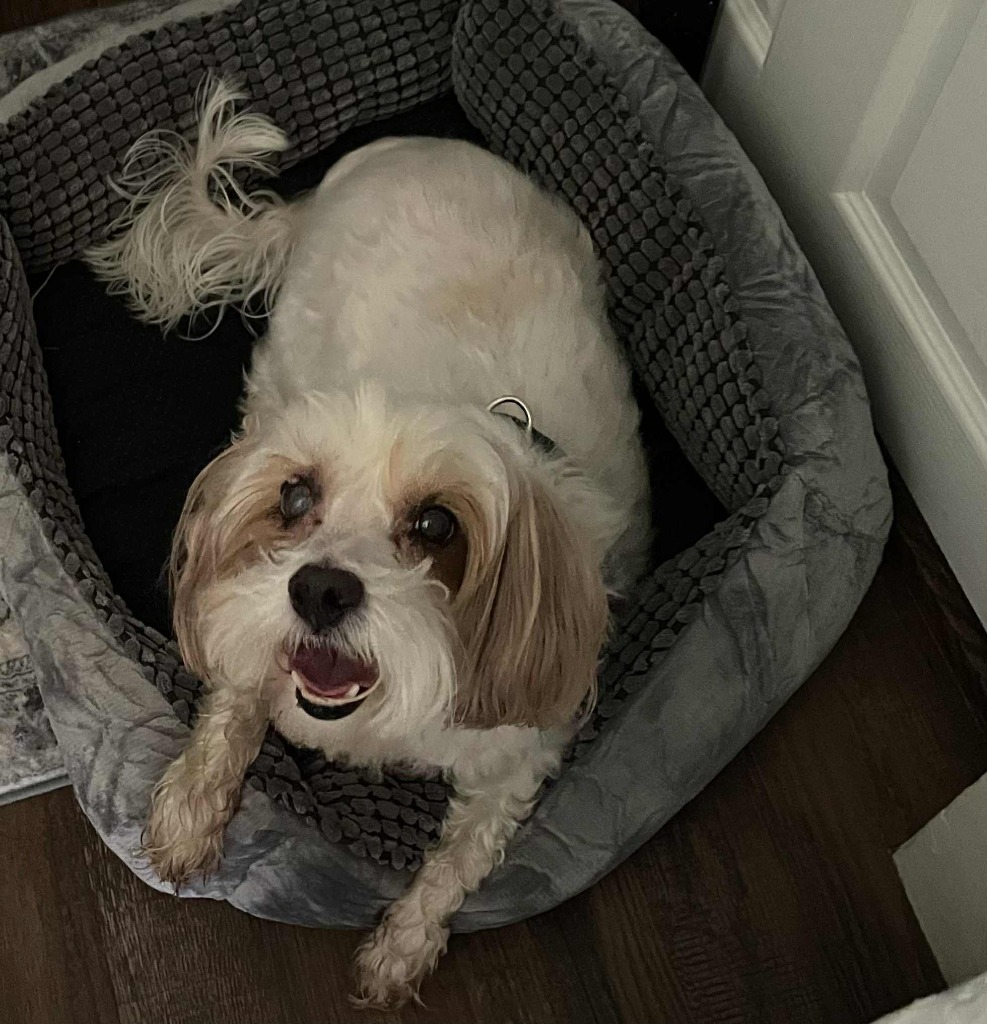 Joel, an adoptable Pekingese, Mixed Breed in Charlotte, MI, 48813 | Photo Image 5
