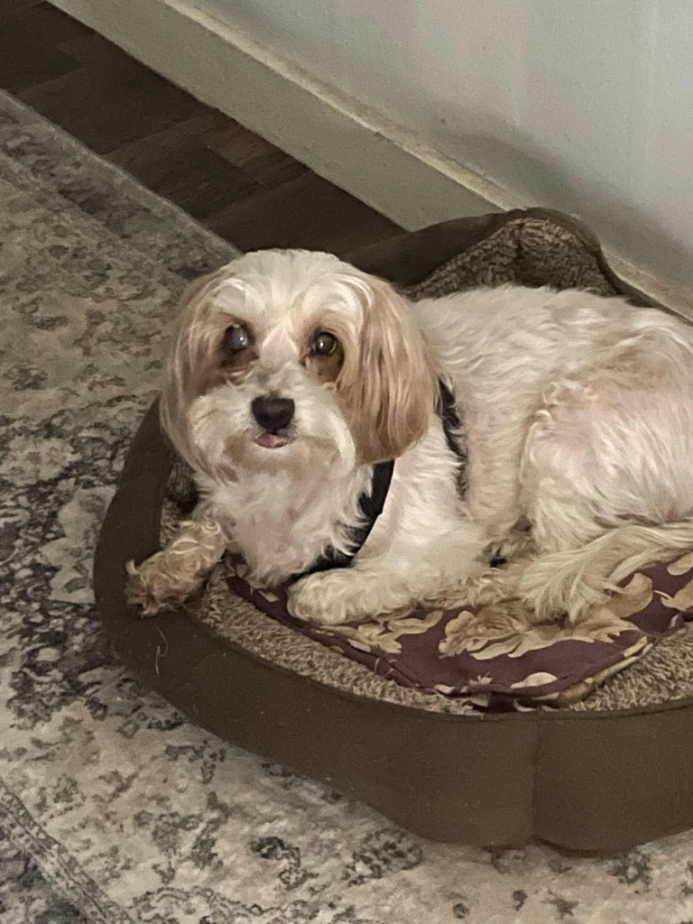 Joel, an adoptable Pekingese, Mixed Breed in Charlotte, MI, 48813 | Photo Image 6