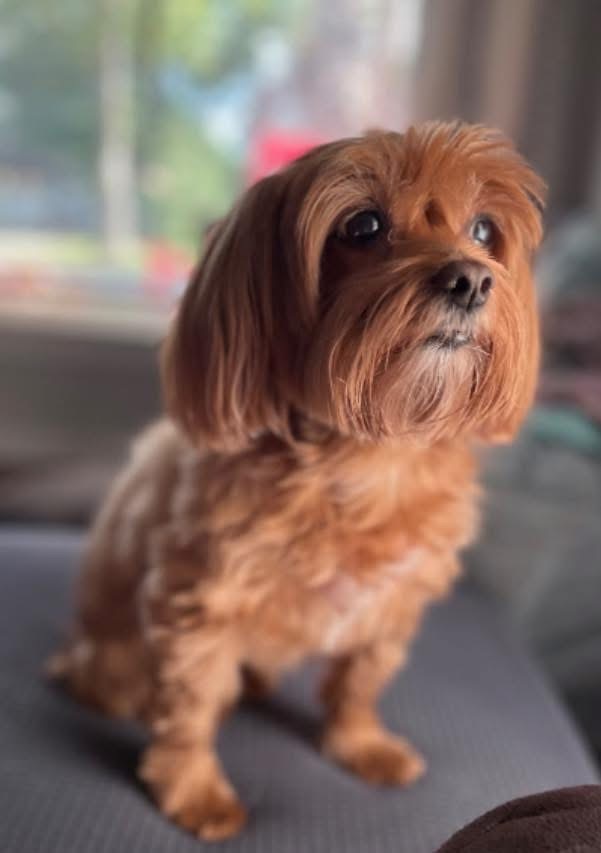 Cuc, an adoptable Pekingese, Mixed Breed in Charlotte, MI, 48813 | Photo Image 1