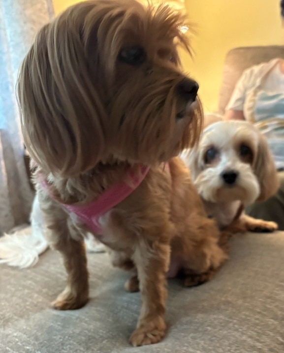Cuc, an adoptable Pekingese, Mixed Breed in Charlotte, MI, 48813 | Photo Image 3