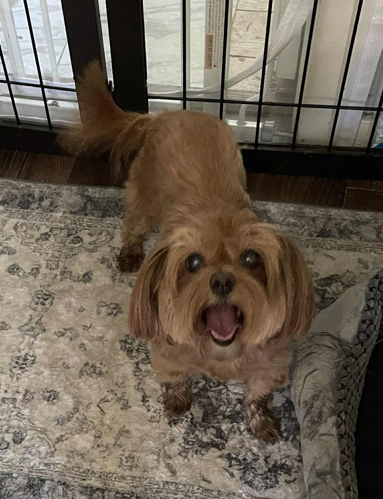 Cuc, an adoptable Pekingese, Mixed Breed in Charlotte, MI, 48813 | Photo Image 5
