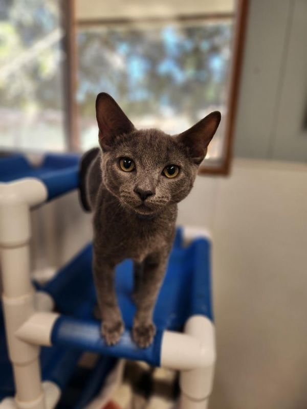 Kitten 26950 (Bruno)