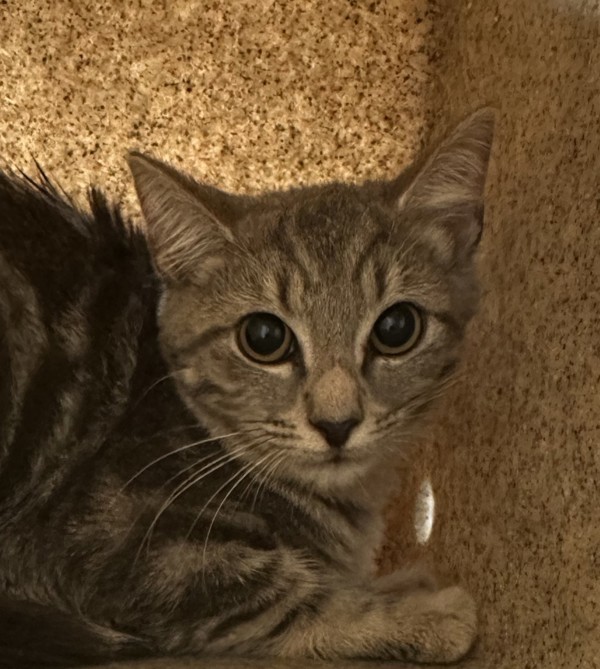 Samantha
