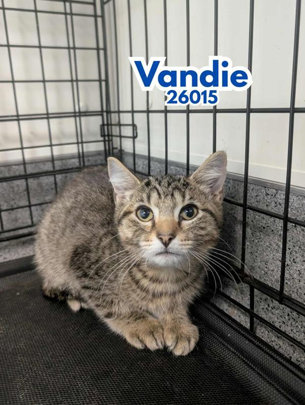 Vandie
