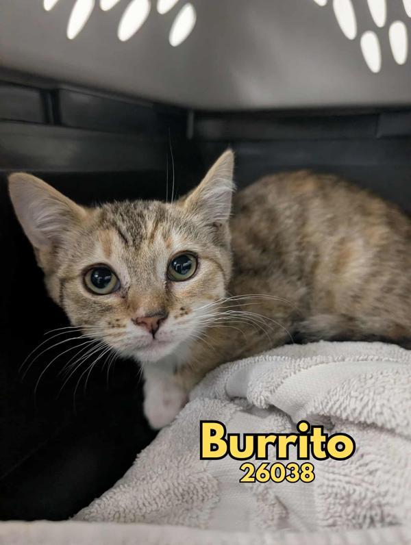 Burrito