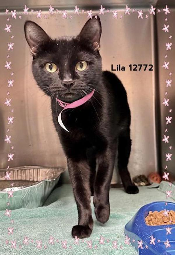 Lila (607)