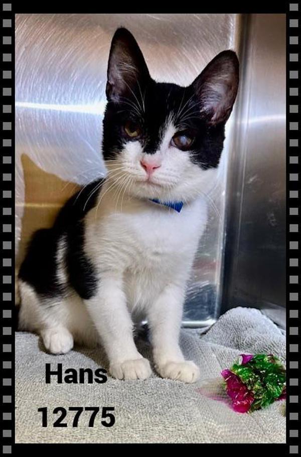 Hans (601)