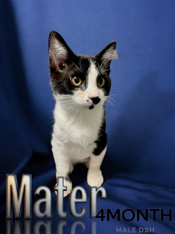 Mater