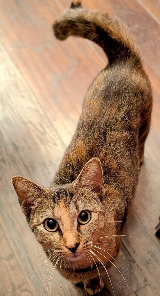 Lulu