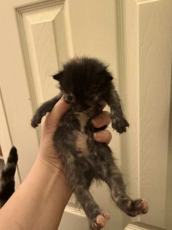 Bella Donna Kitten - Button