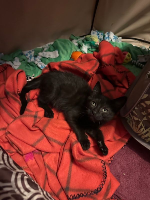 Toothless