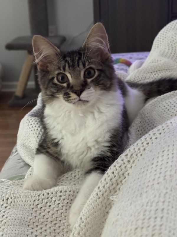 Domino