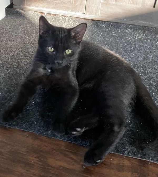 Binx (25-156 C)