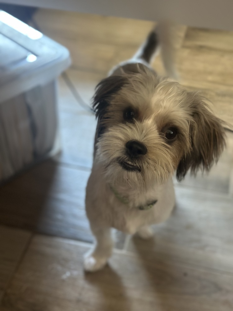 MANNY, an adoptable Havanese, Terrier in Beaumont, CA, 92223 | Photo Image 1