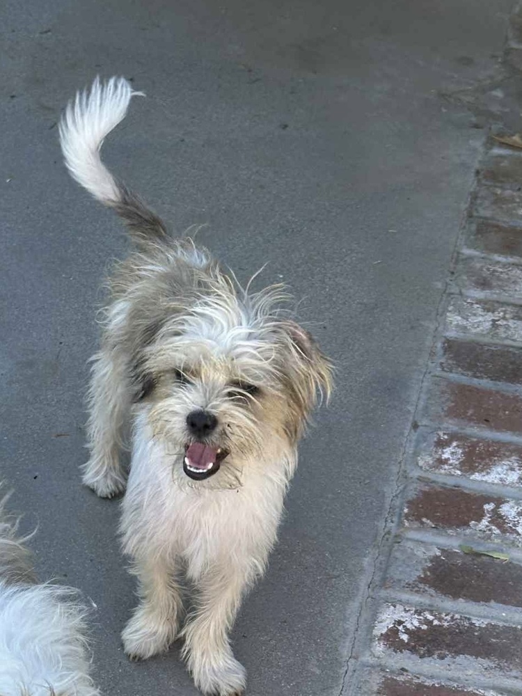 MANNY, an adoptable Havanese, Terrier in Beaumont, CA, 92223 | Photo Image 2